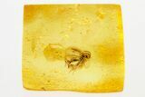 Fossil Parasitoid Wasp (Proctotrupidae) In Baltic Amber #272690-1